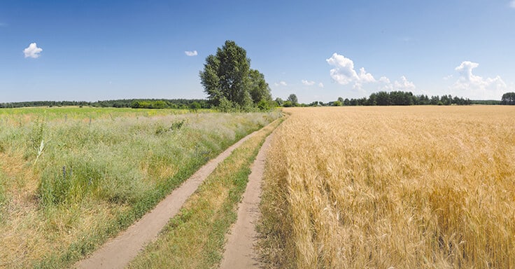 Wiesen und Weiden