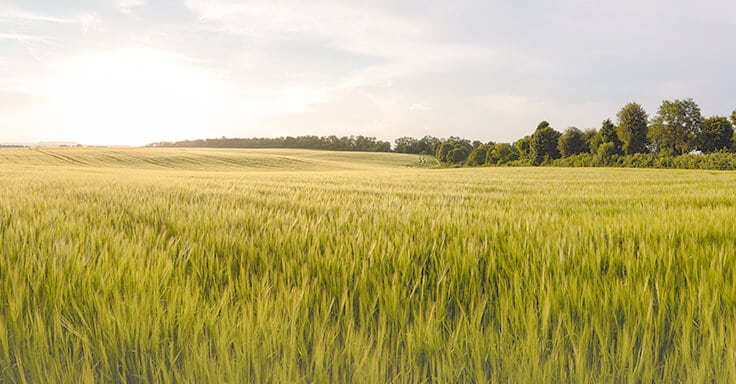 großes Grundstück zu verpachten